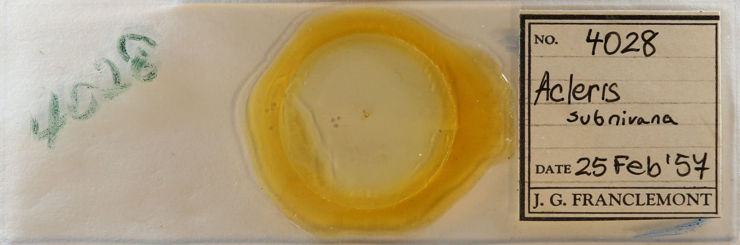 slide view of adult Acleris subnivana