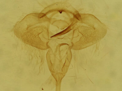genitalia view of adult Archips grisea