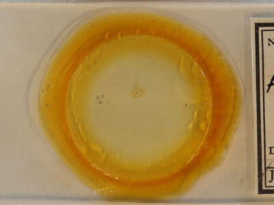 slide view of adult Archips grisea