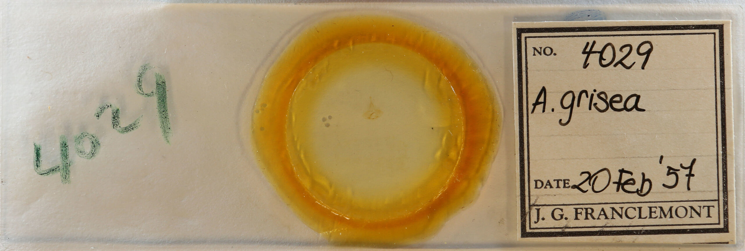 slide view of adult Archips grisea