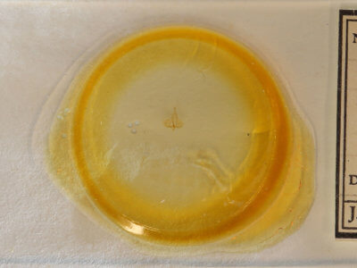 slide view of adult Archips georgiana