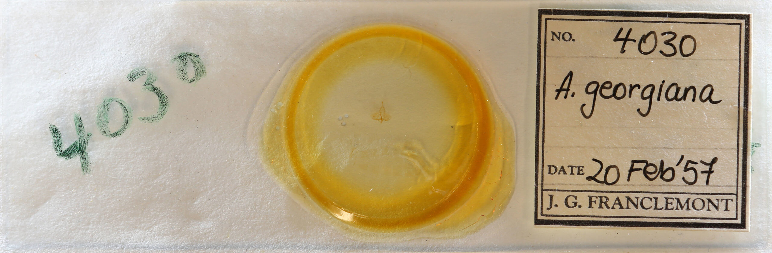 slide view of adult Archips georgiana