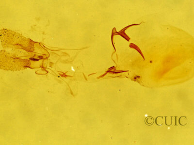 genitalia view of adult Argyrotaenia tabulana