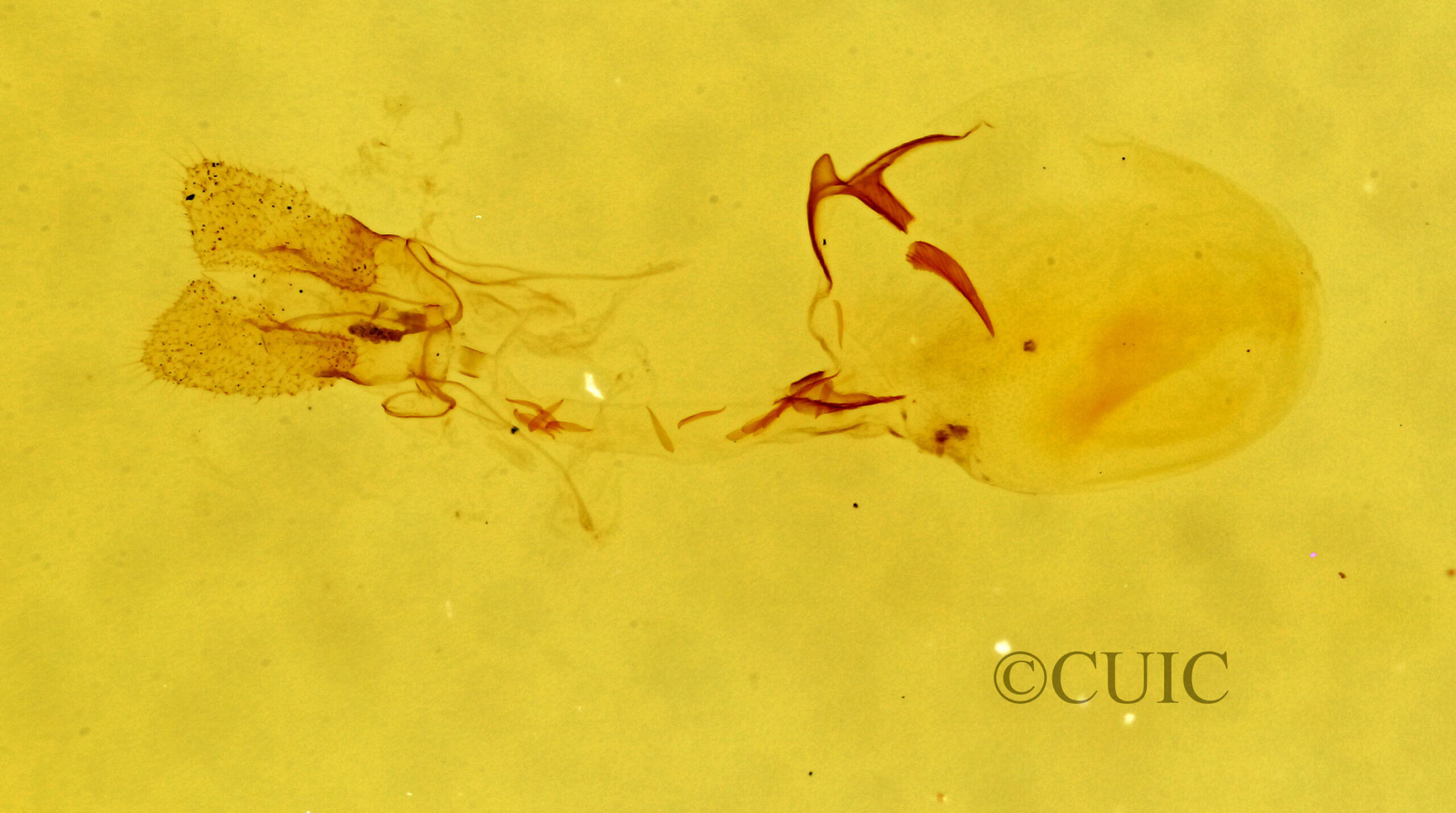 genitalia view of adult Argyrotaenia tabulana