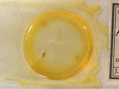 slide view of adult Argyrotaenia tabulana