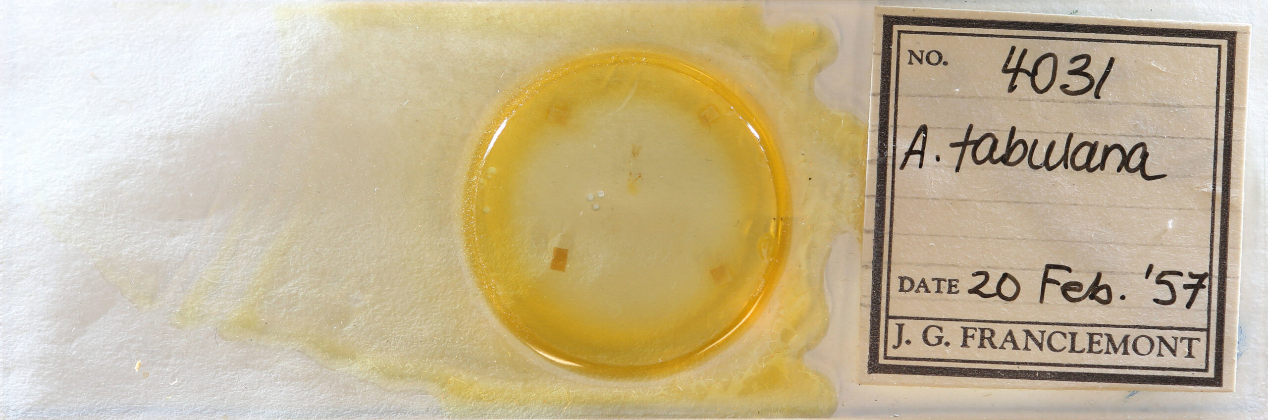 slide view of adult Argyrotaenia tabulana