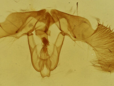 genitalia view of adult Retinia gemistrigulana
