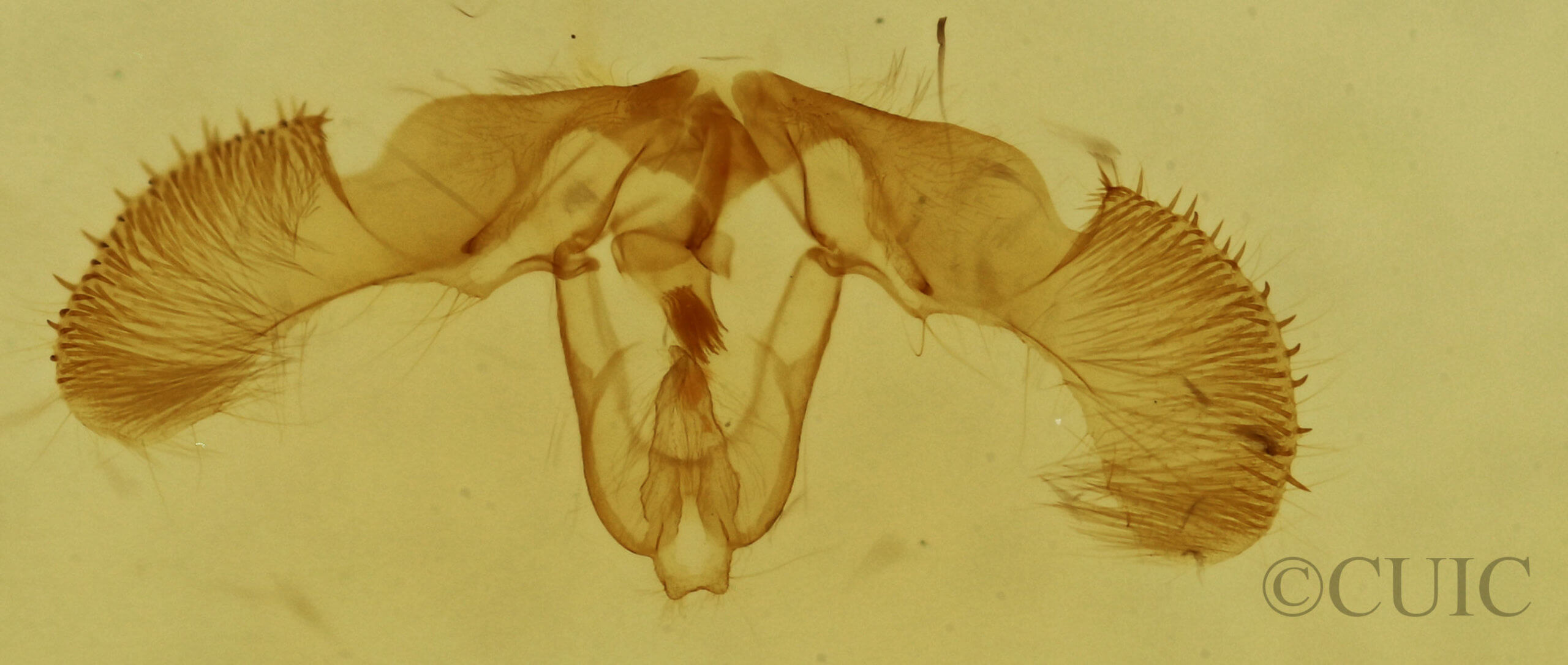 genitalia view of adult Retinia gemistrigulana