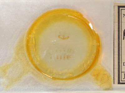 slide view of adult Retinia gemistrigulana