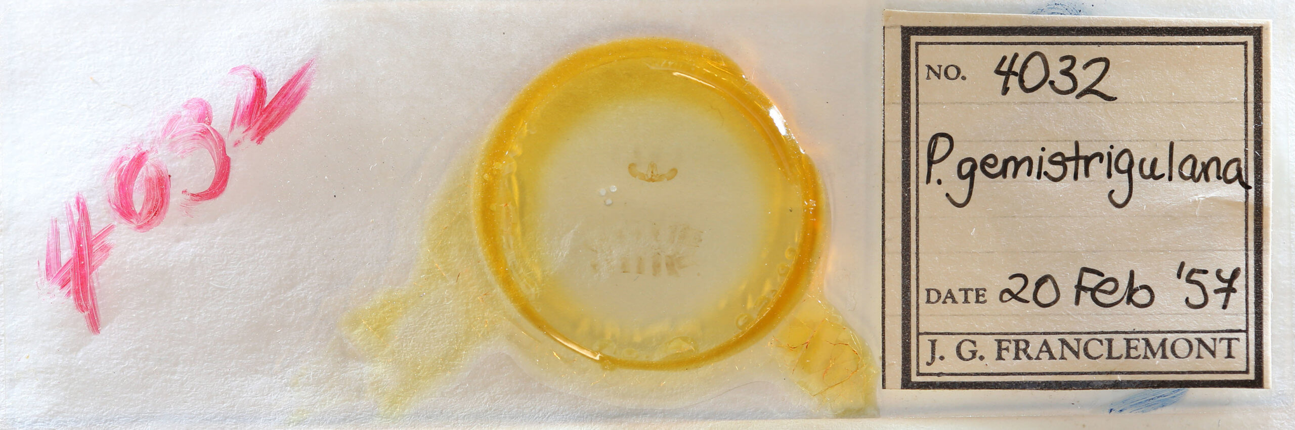 slide view of adult Retinia gemistrigulana