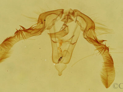 genitalia view of adult Olethreutes permundana