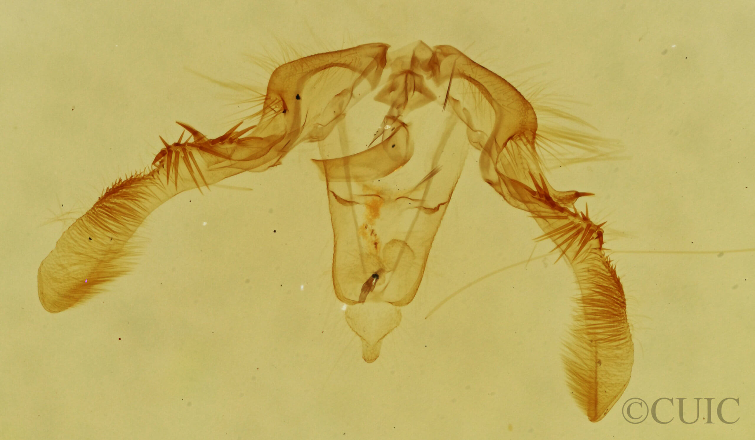 genitalia view of adult Olethreutes permundana
