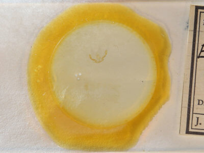 slide view of adult Olethreutes permundana