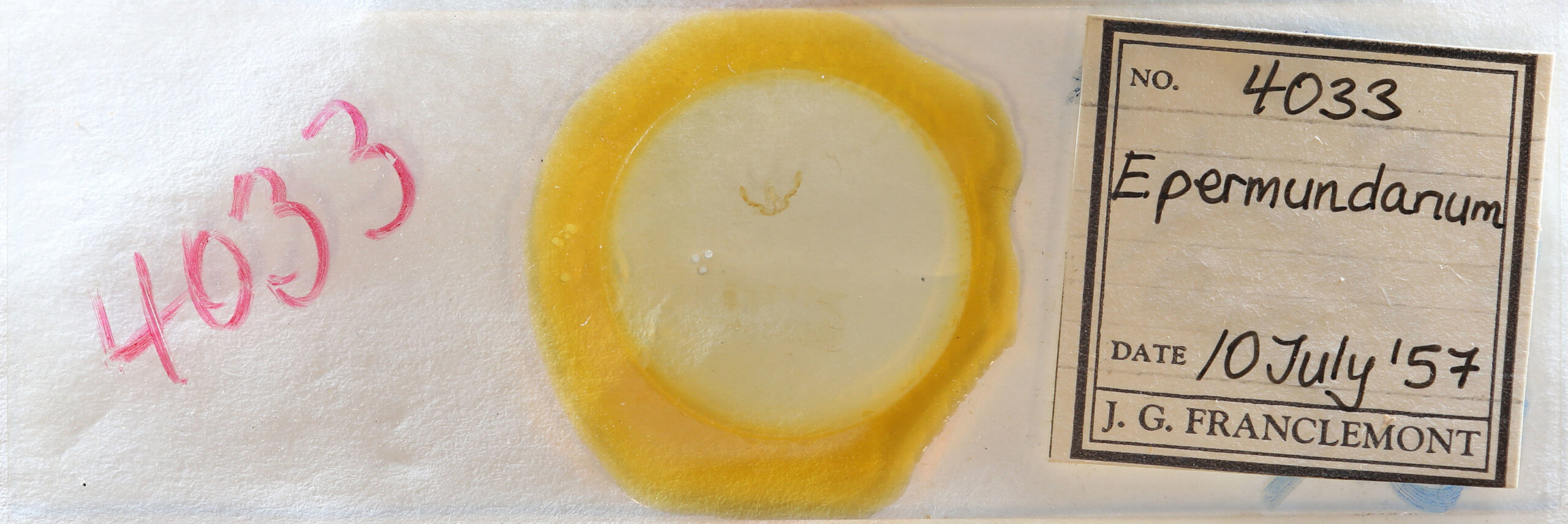 slide view of adult Olethreutes permundana