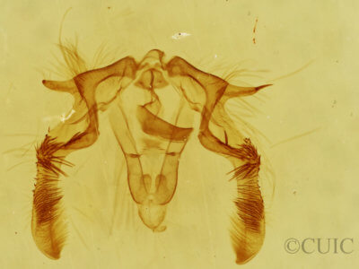 genitalia view of adult Olethreutes punctanum