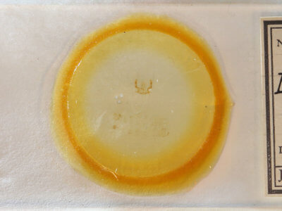 slide view of adult Olethreutes punctanum