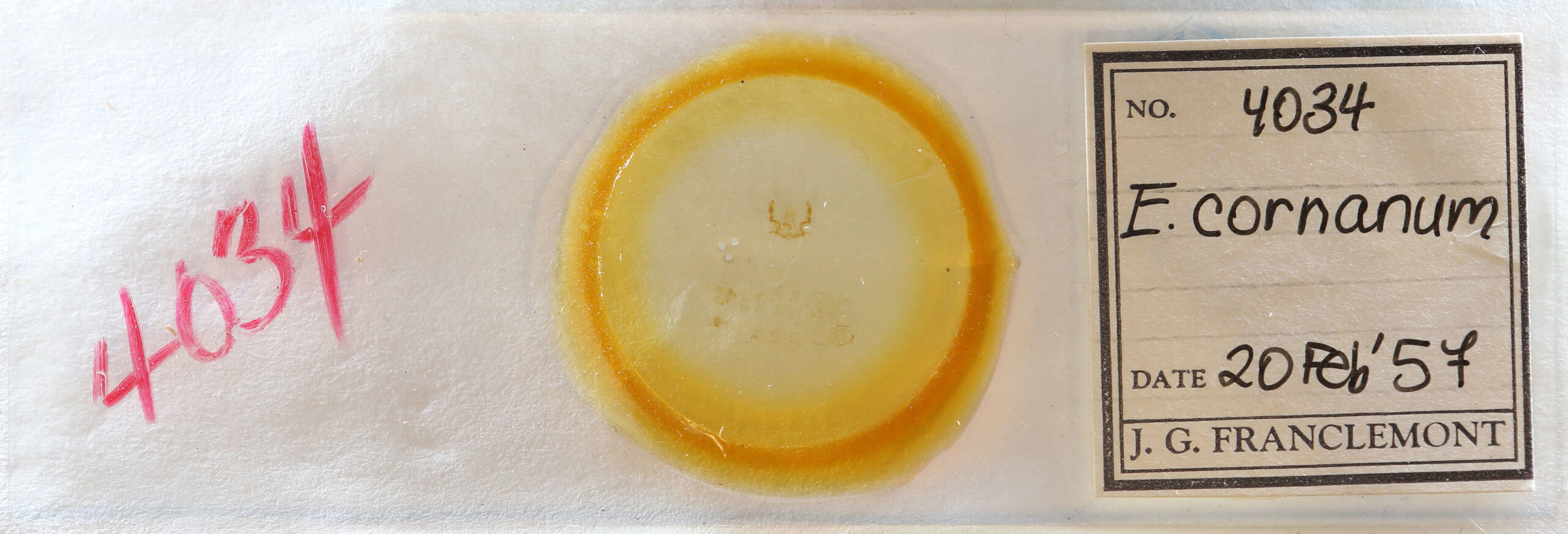 slide view of adult Olethreutes punctanum