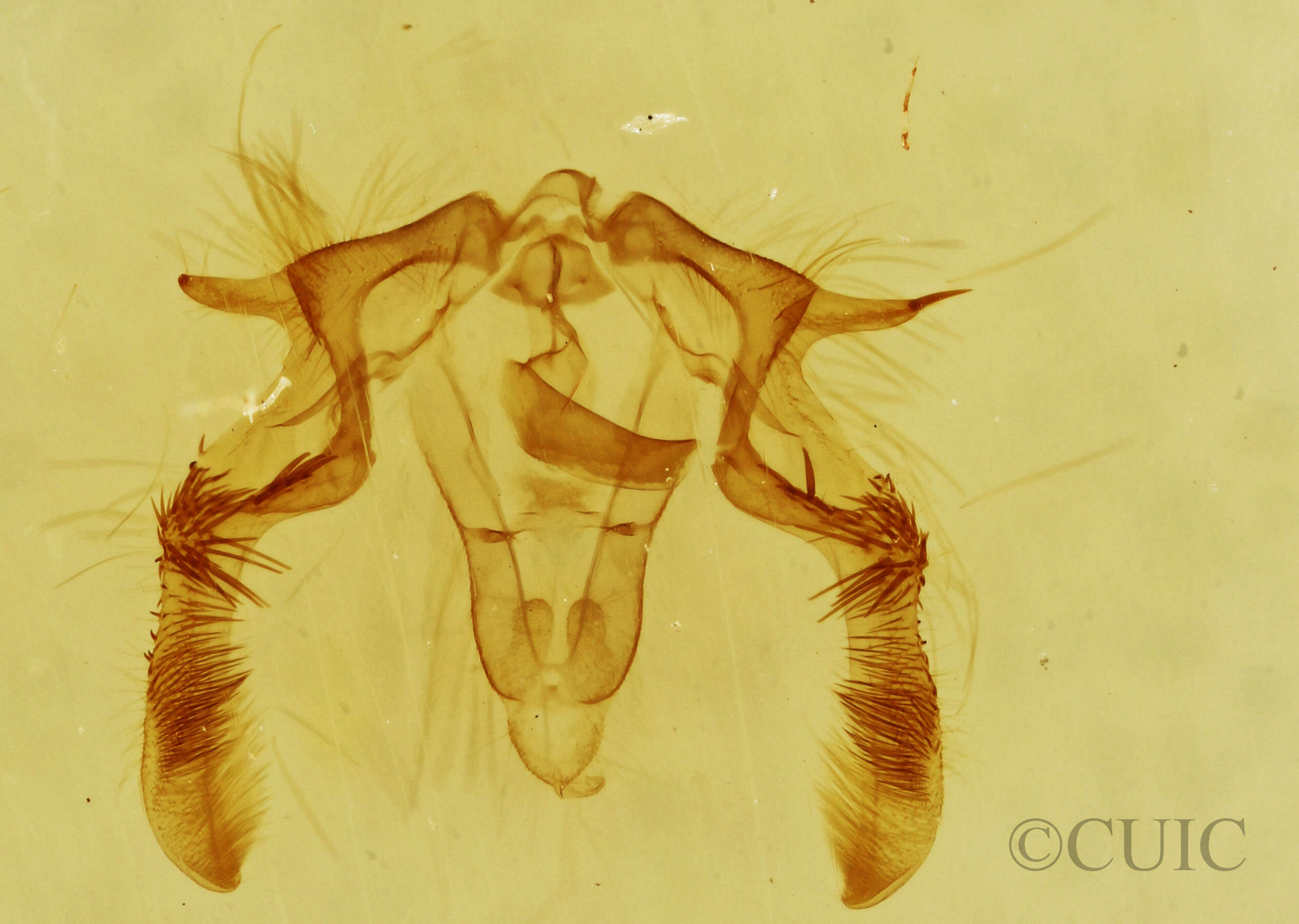 genitalia view of adult Olethreutes punctanum
