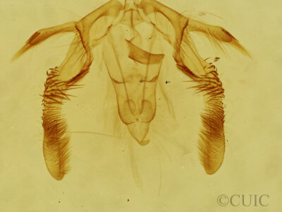 genitalia view of adult Olethreutes punctanum