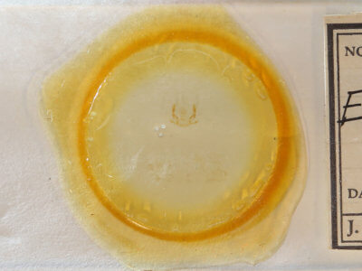 slide view of adult Olethreutes punctanum