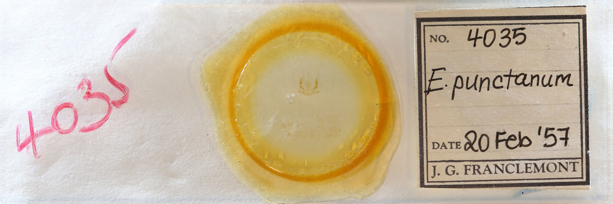 slide view of adult Olethreutes punctanum