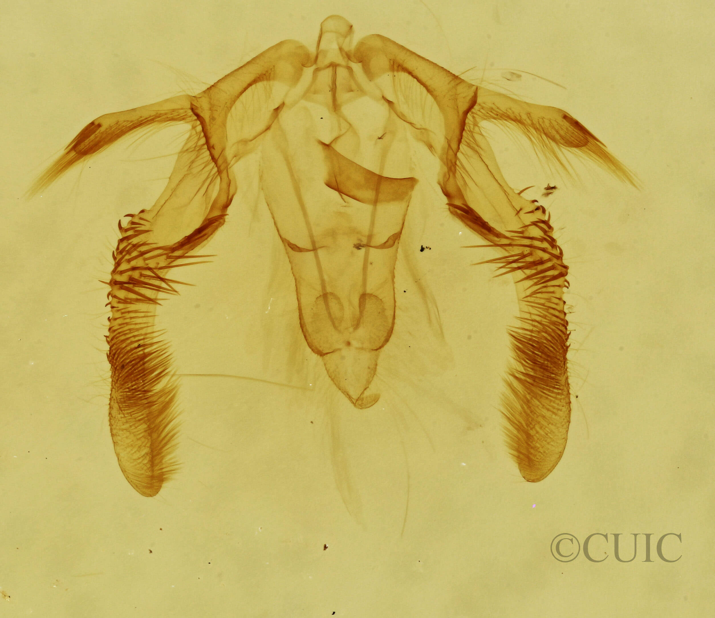genitalia view of adult Olethreutes punctanum