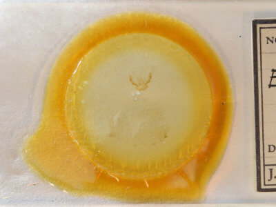 slide view of adult Olethreutes