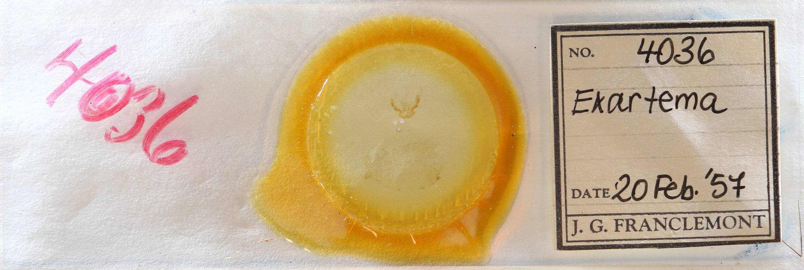 slide view of adult Olethreutes