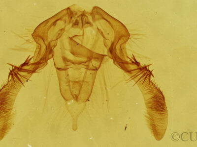 genitalia view of adult Olethreutes