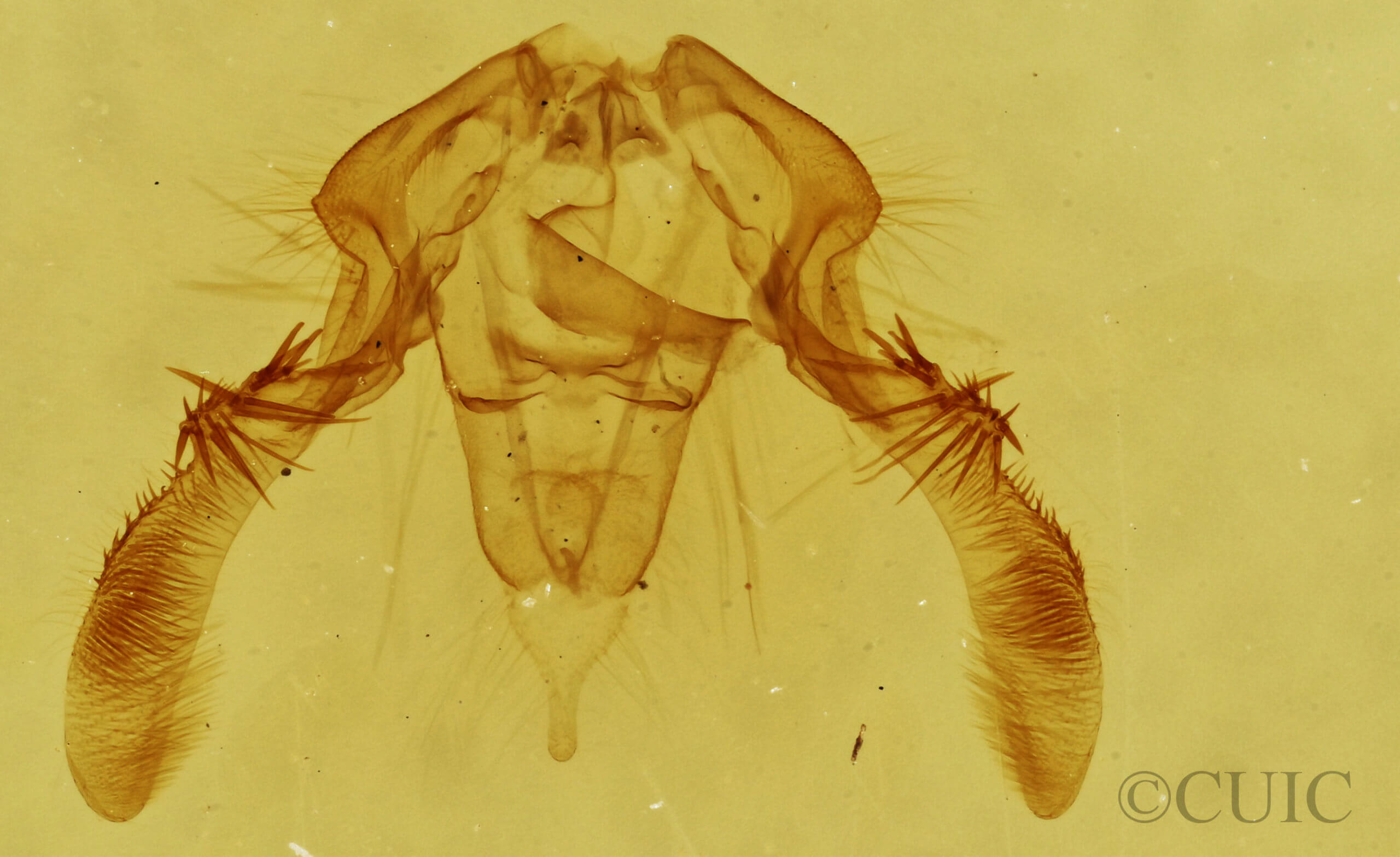genitalia view of adult Olethreutes