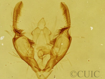 genitalia view of adult Olethreutes