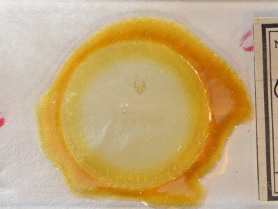 slide view of adult Olethreutes