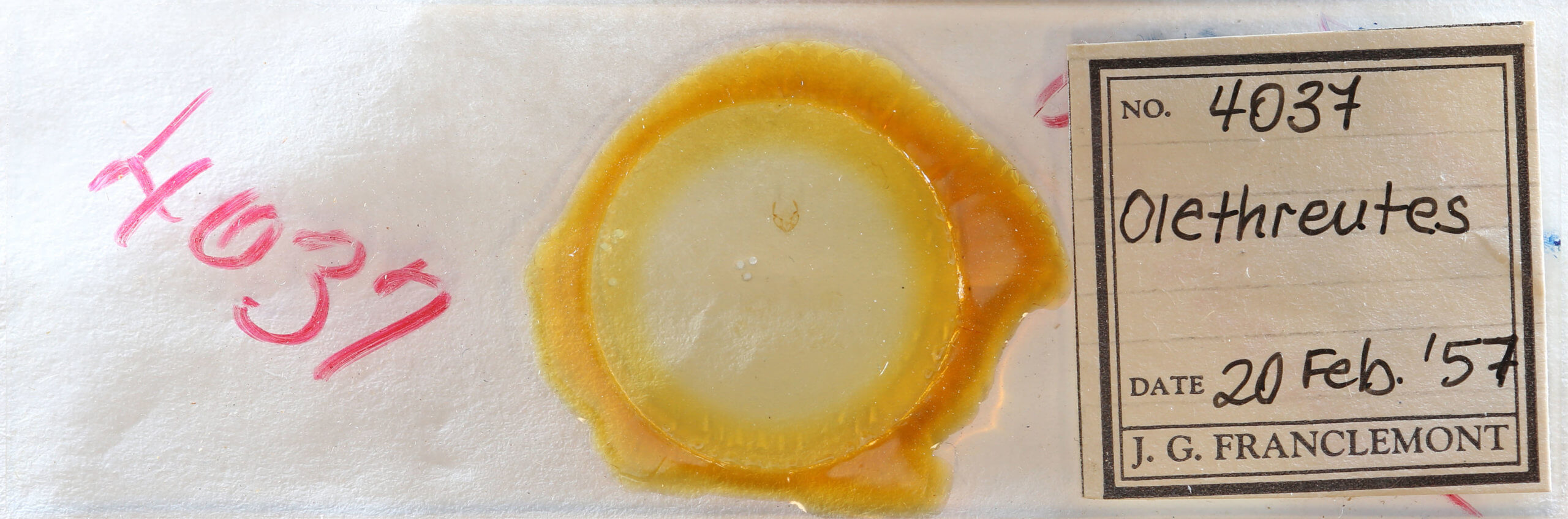 slide view of adult Olethreutes