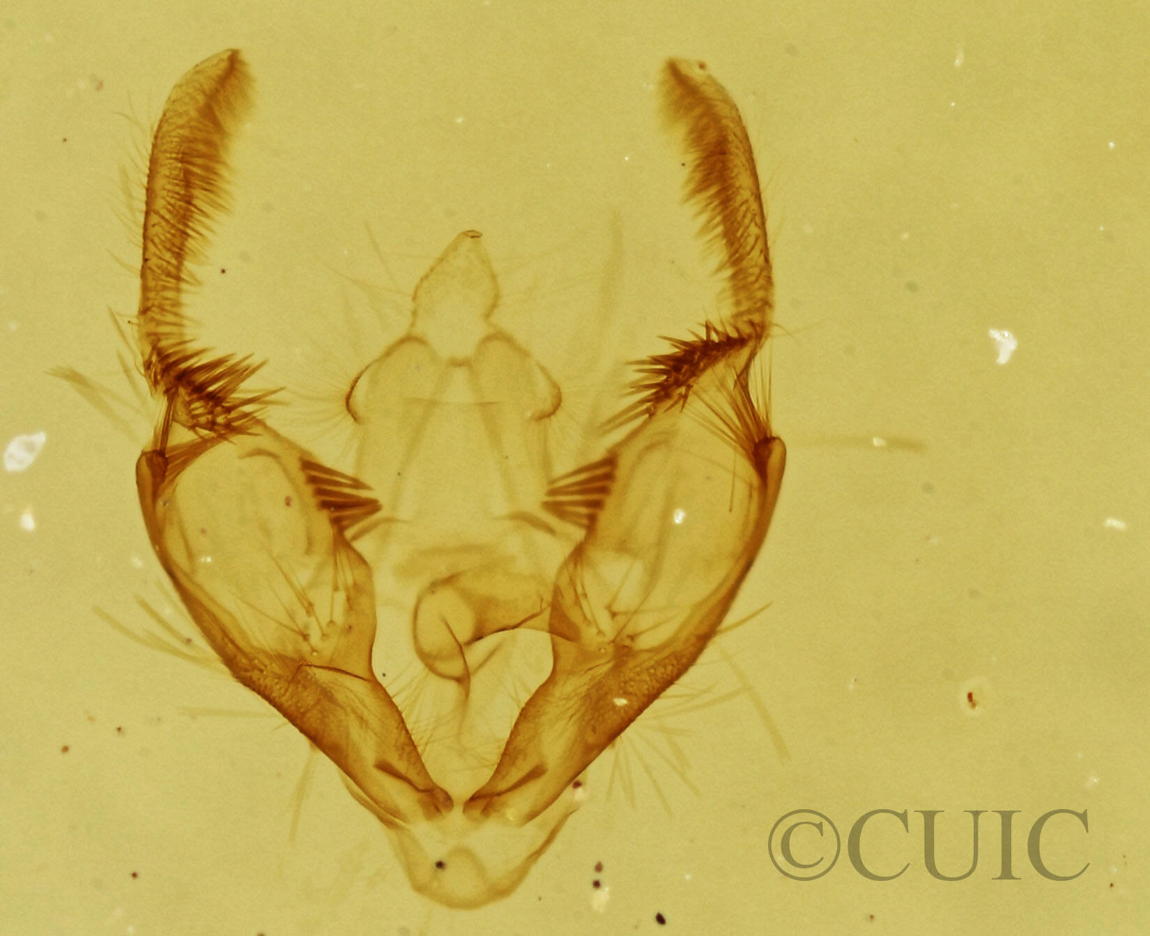 genitalia view of adult Olethreutes