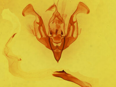 genitalia view of adult Lacinipolia teligera