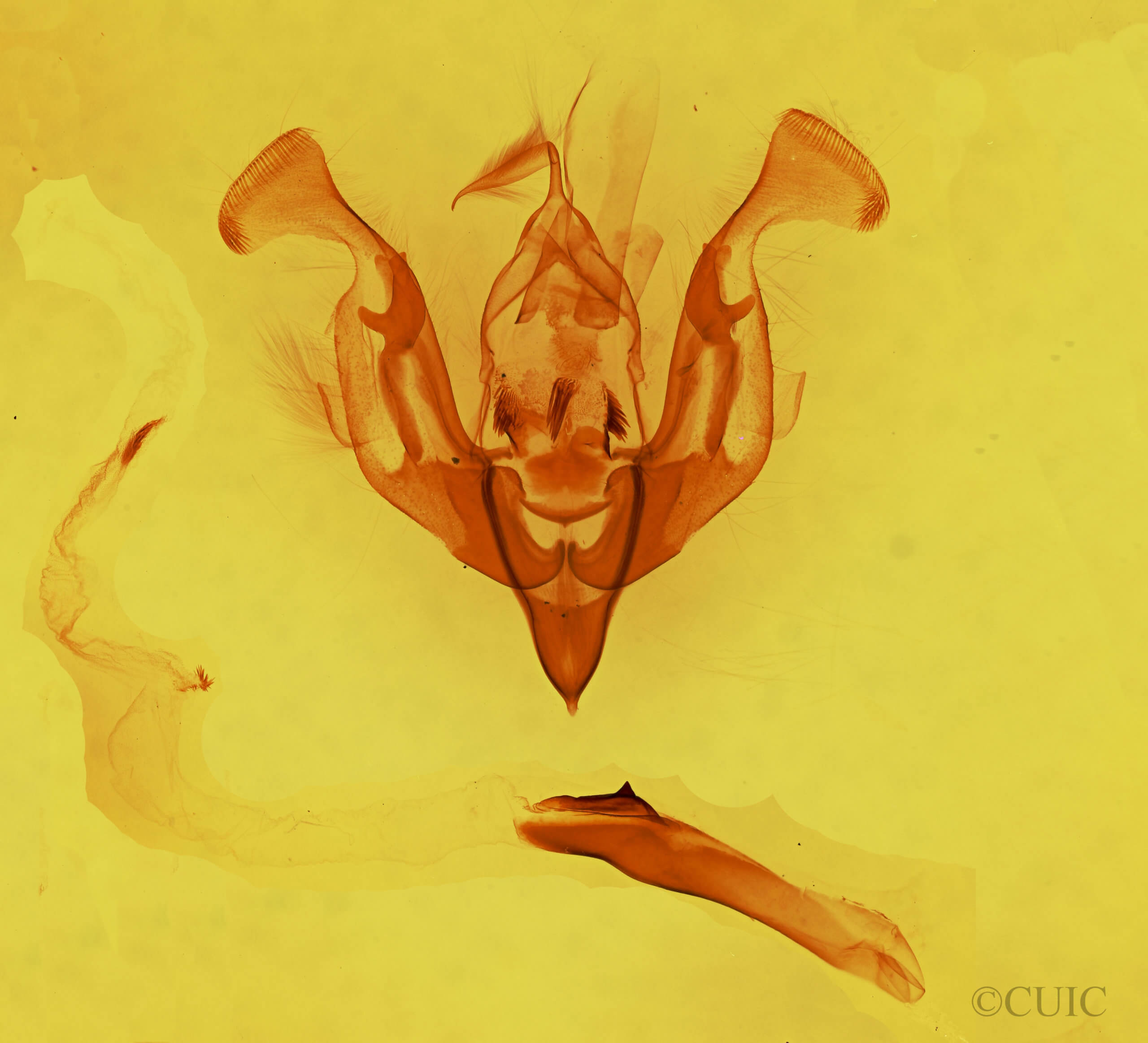 genitalia view of adult Lacinipolia teligera