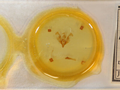 slide view of adult Lacinipolia teligera