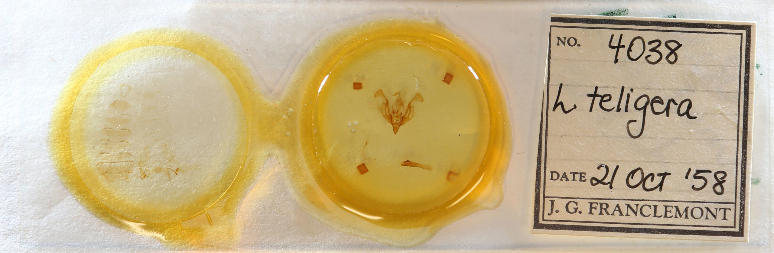 slide view of adult Lacinipolia teligera