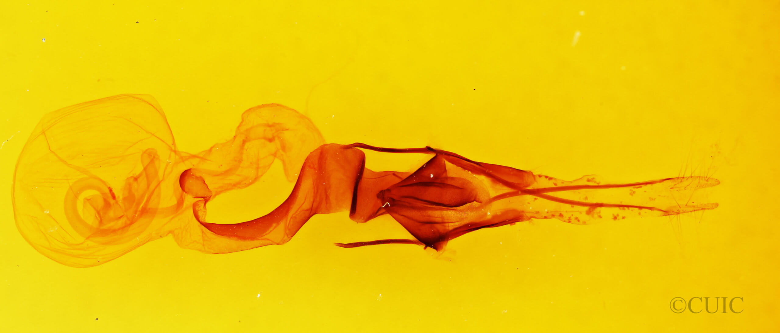 genitalia view of adult Lacinipolia teligera