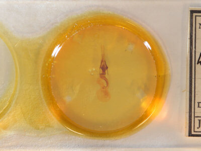 slide view of adult Lacinipolia teligera