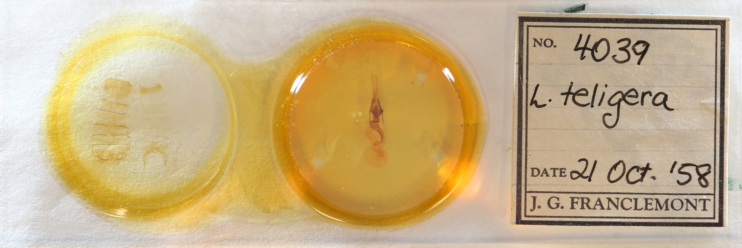 slide view of adult Lacinipolia teligera