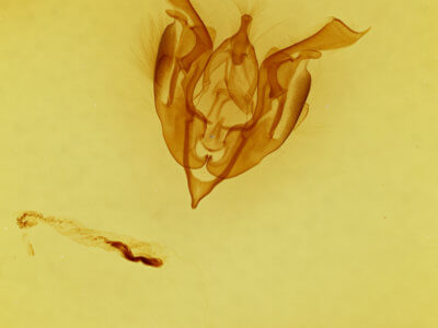 genitalia view of adult Lacinipolia