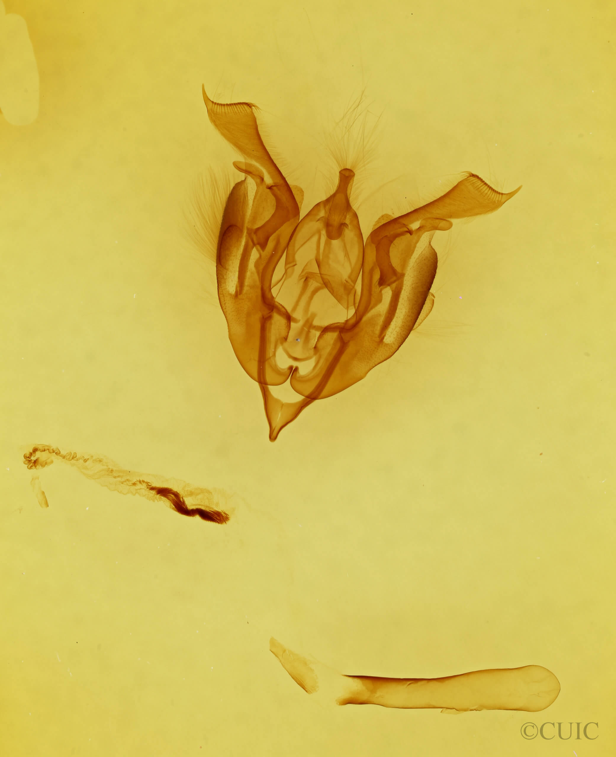 genitalia view of adult Lacinipolia