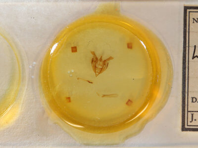 slide view of adult Lacinipolia