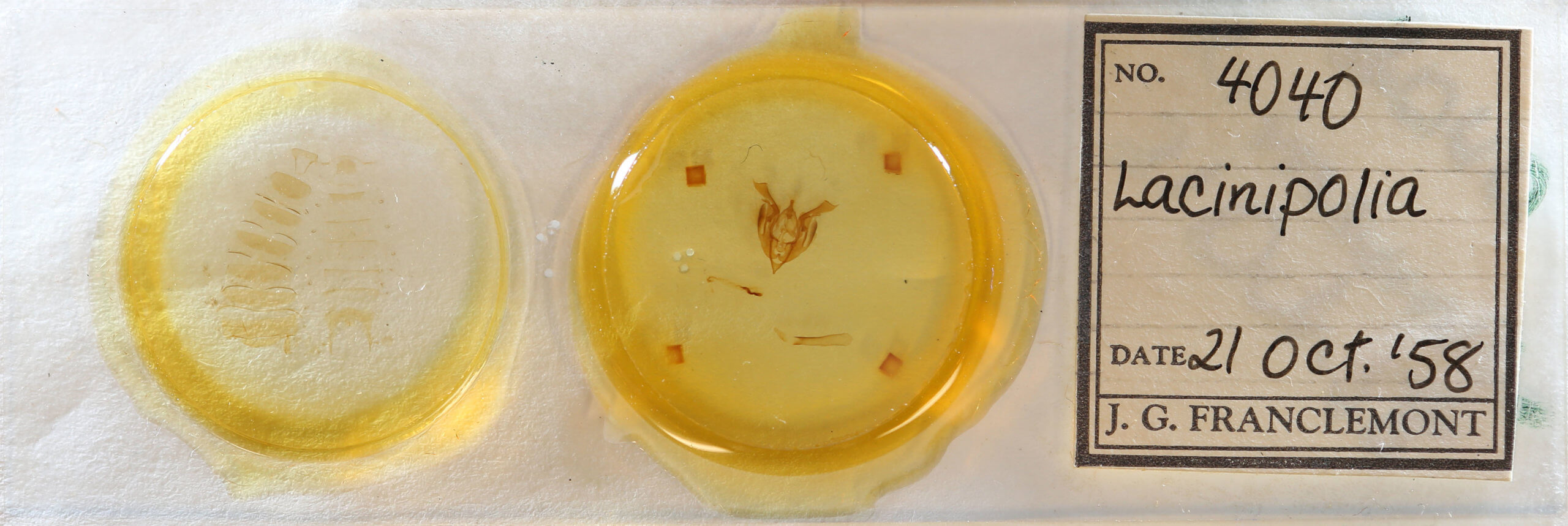 slide view of adult Lacinipolia