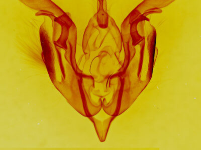 genitalia view of adult Lacinipolia