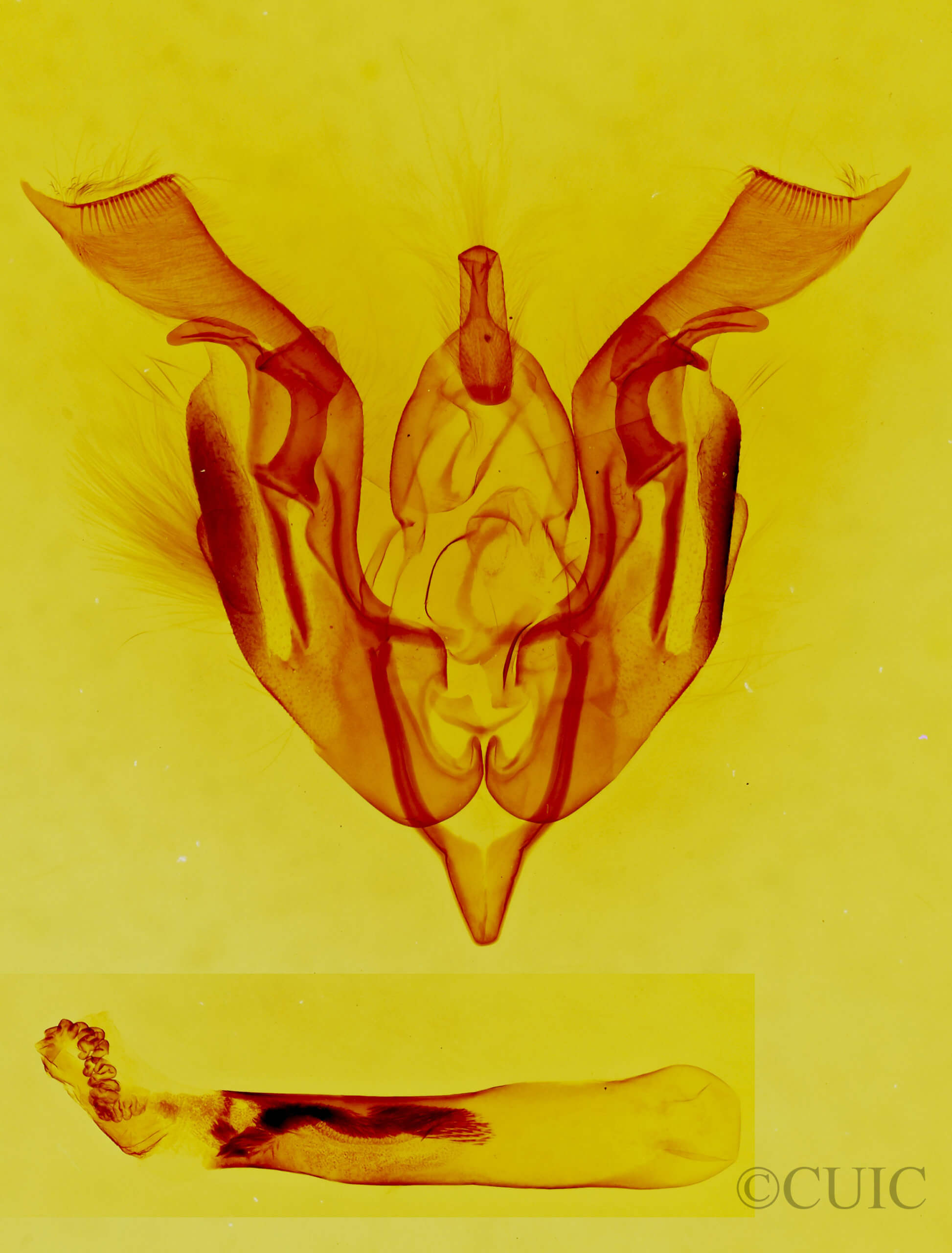 genitalia view of adult Lacinipolia