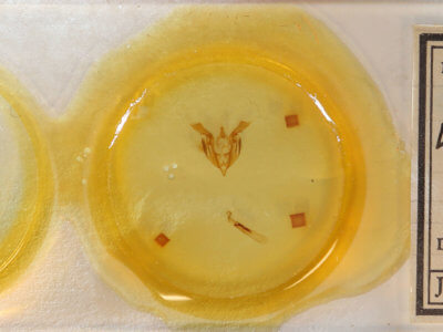 slide view of adult Lacinipolia