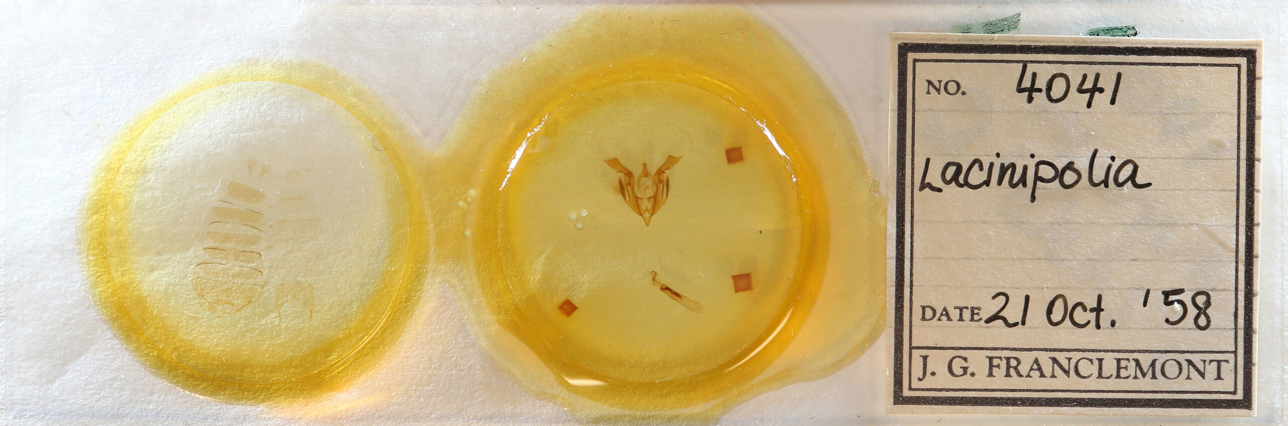 slide view of adult Lacinipolia