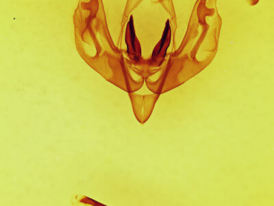 genitalia view of adult Lacinipolia vicina